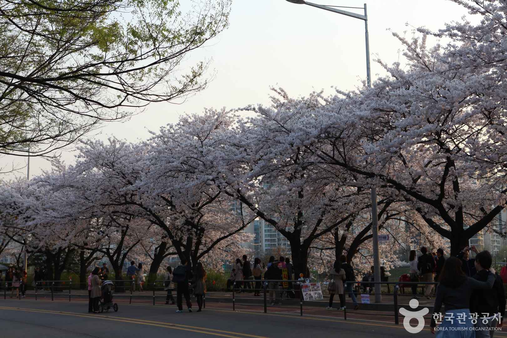 여의도 윤중로