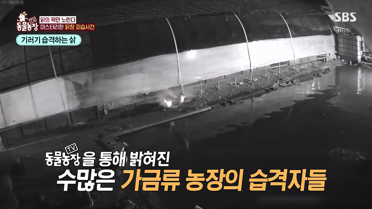 TV 동물농장.E1176.240617p-NEXT.mp4_20240616_171024.793.jpg