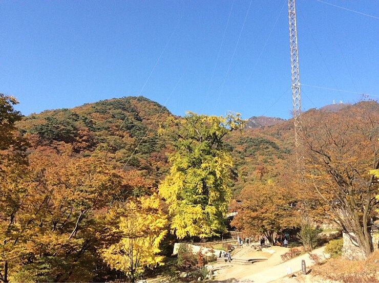 양평 용문사 은행나무&먹거리