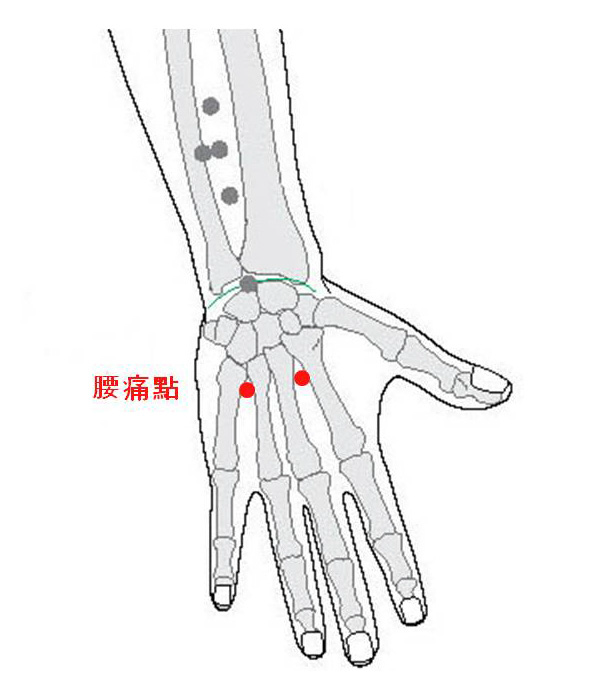 경외기혈(EX) > EX-UE7 요통점 (腰痛點) 1