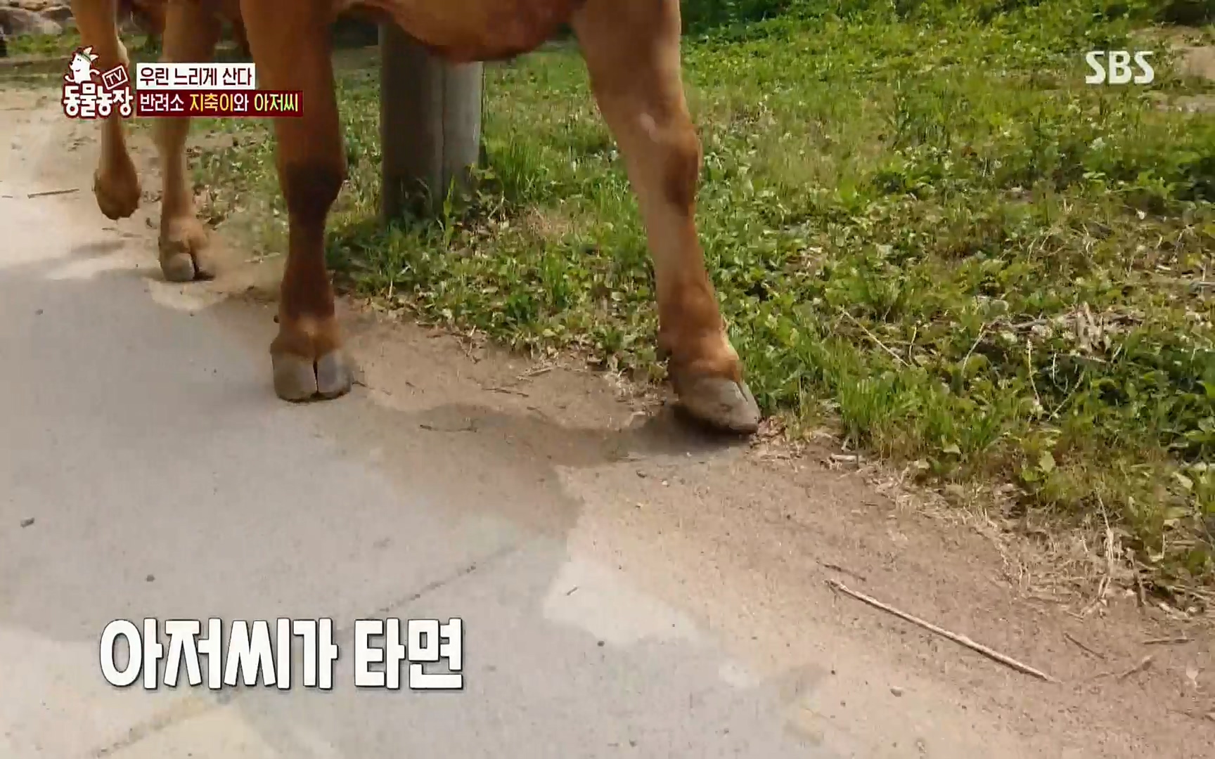 TV 동물농장.E1074.220619p.H264-F1RST.mp4_20220619_181316.096.jpg