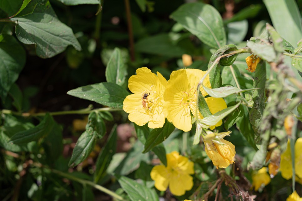 꽃사진 여름의 시골 18
