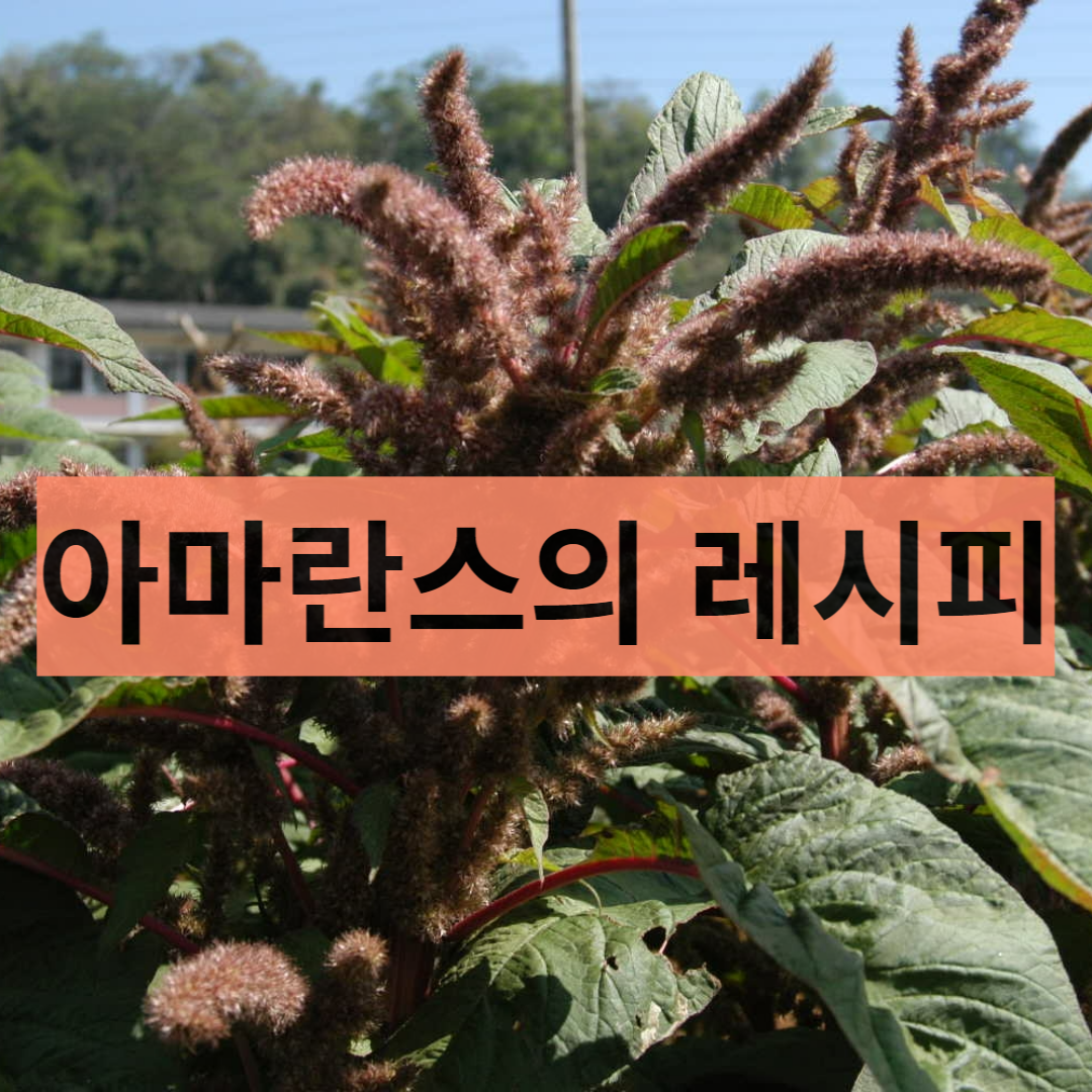  아마란스를 발아해서 먹으면 더 좋을까? 다양한 레시피 공유