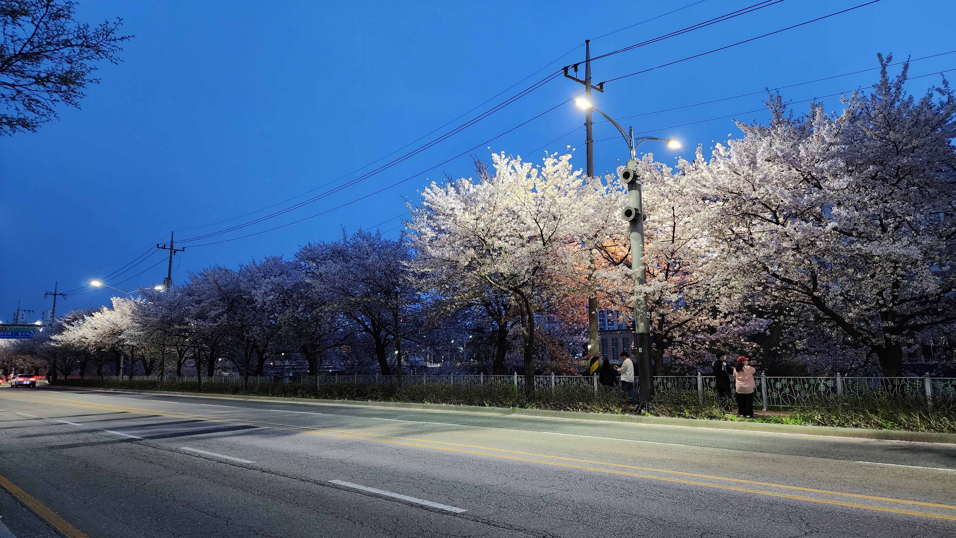 하가지구 벚꽃 야간사진