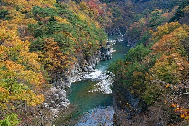 계곡에 있던 이쁜 단풍