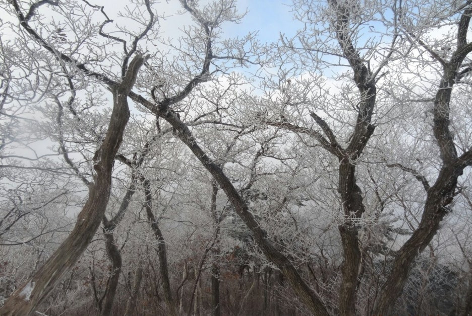 상고대