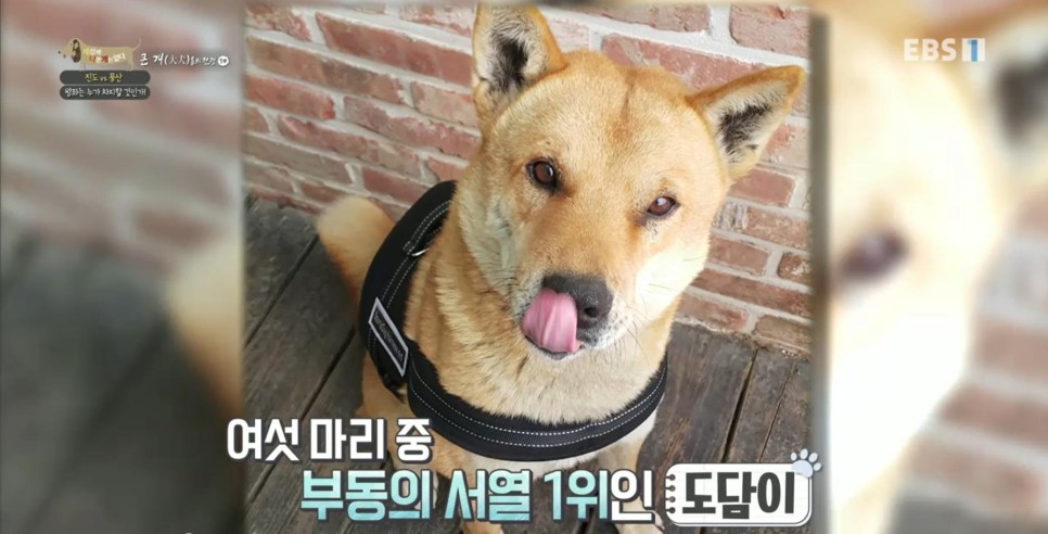 풍산개의치열한 혈투와 전쟁 - EBS 세상에 나쁜 개는 22