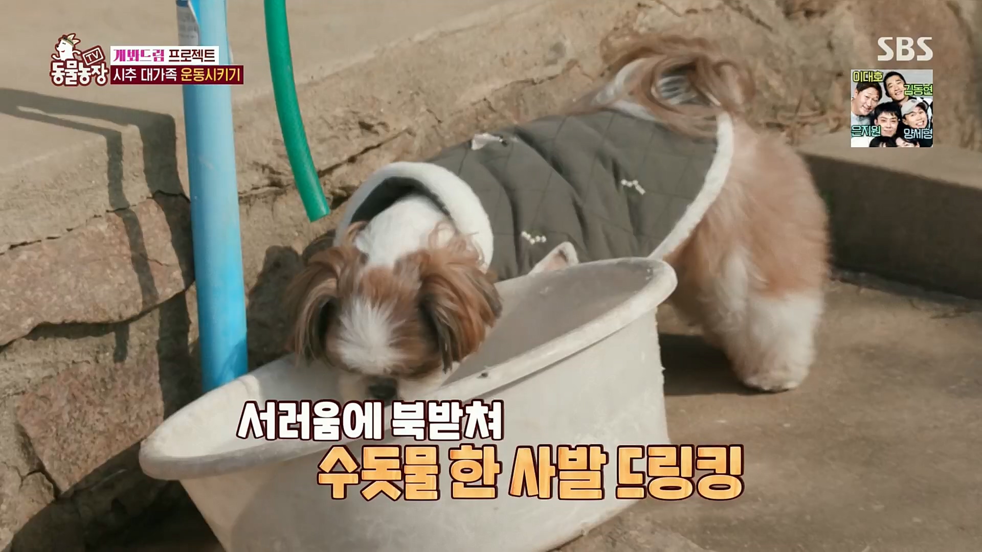 TV 동물농장.E1102.230101p.H264-F1RST.mp4_20230101_182851.356.jpg