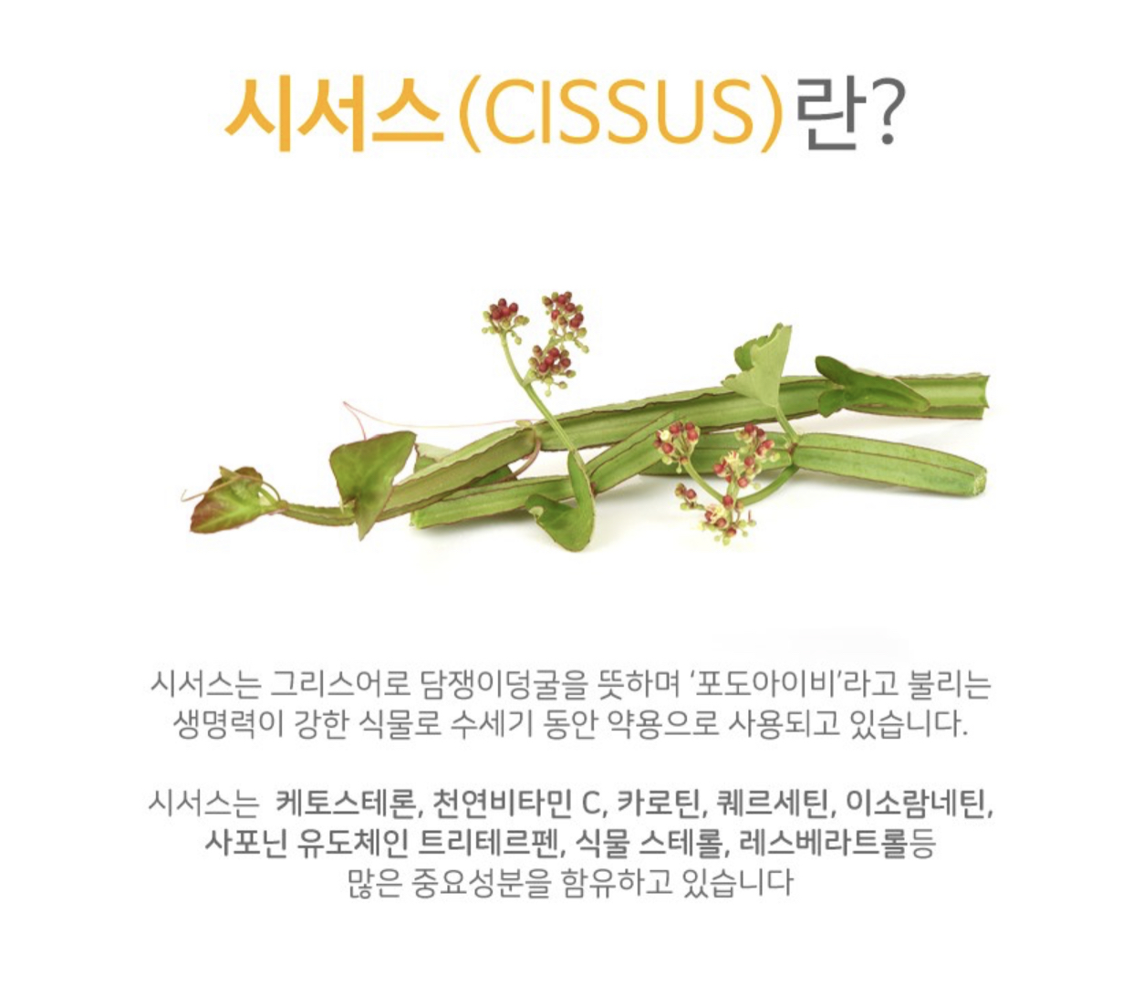  씨서스 CISSUS 효능 / 관절에 좋은 약