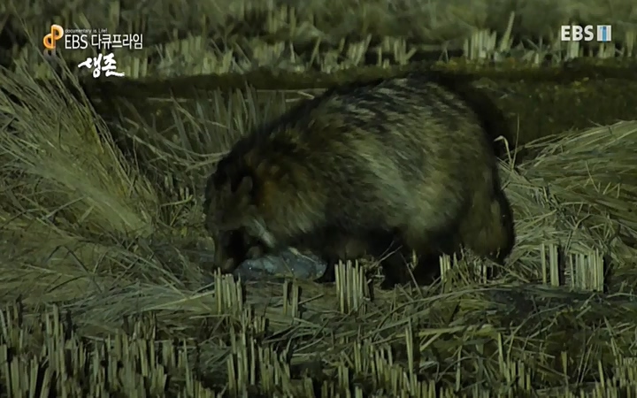 EBS 다큐프라임_ 220628.avi_20220629_210215.480.jpg