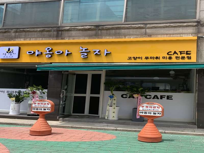 인천 연수구 애견미용 잘하는 곳 BEST4 | 무료 상담 | 가격비교 | 후기 보기 | 예약하기 | 인기 샵 소개 | 총정리 - 4. 야옹아놀자 소개 - 4.2 저렴한 정기권 4.2 저렴한 정기권