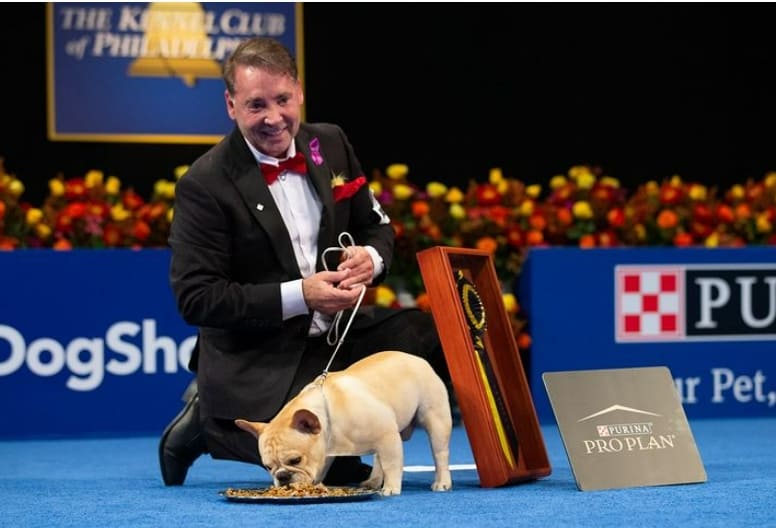 프랑스 불독 윈스턴&#44; 2022년 내셔널 도그 쇼에서 우승하다 VIDEO: Winston the French Bulldog Wins the 2022 National Dog Show