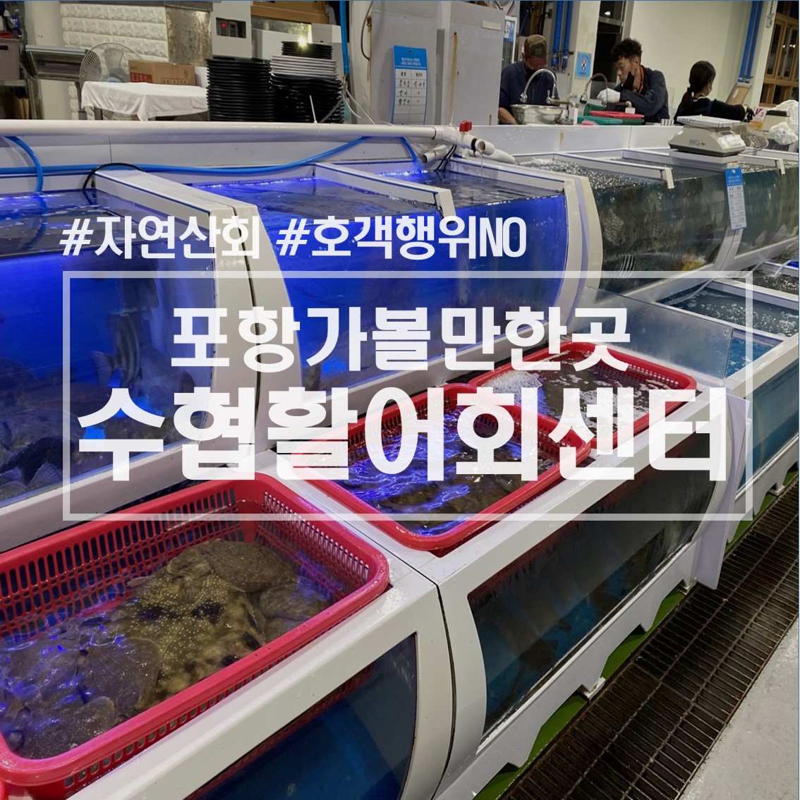 포항 가볼만한곳 자연산활어회를 맛볼수 있는 수협활어회센터/내돈내산 솔직후기