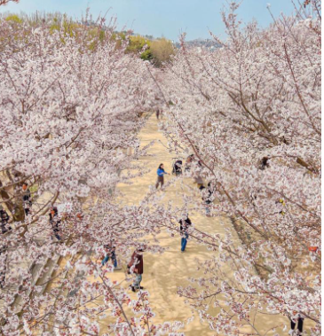 서울숲벚꽃길