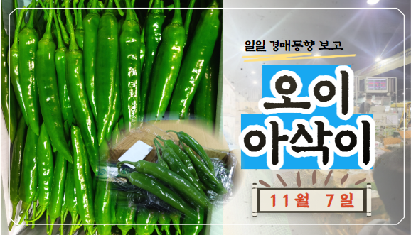  [경매사 일일보고] 11월 7일자 가락시장 오이아삭이 경매동향을 살펴보겠습니다!