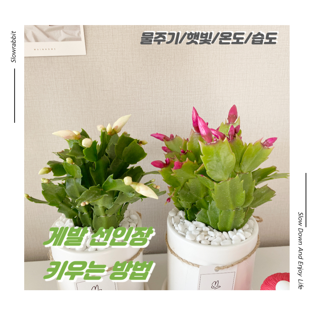 꽃의온도 이미지