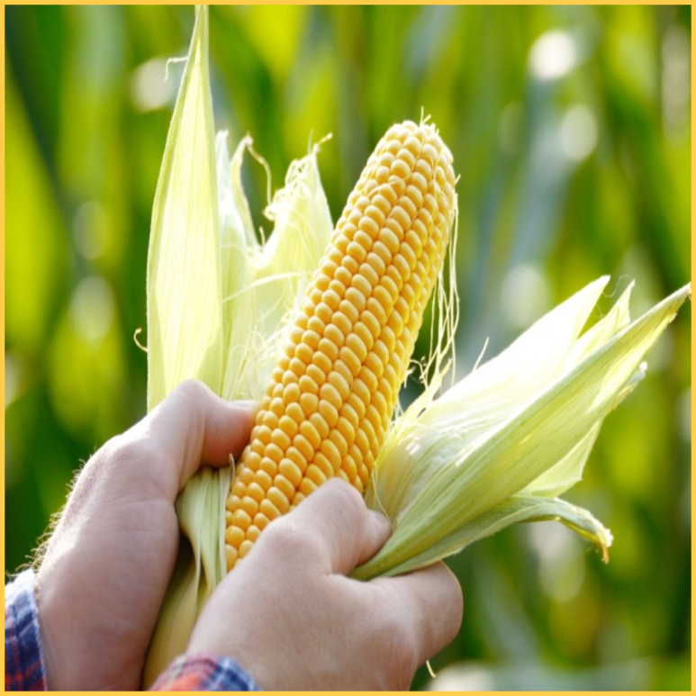 핍박 콘 효과 - 칼로리 다이어트 당뇨병 옥수수찜 저장법 옥수수 수염 차 3