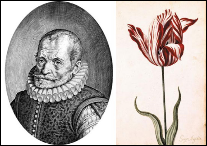 ▲ (왼쪽)네덜란드 레이덴 대학에서 식물학자 카롤루스 클루시우스가 다양한 재배법으로 희귀한 튤립을 만들어 냈어요. (오른쪽)‘셈페르 아우구스투스’라는 이름의 튤립이에요. 17세기 네덜란드에서는 이 꽃 한 뿌리가 저택 한 채 값에 팔렸다고 해요. /위키피디아