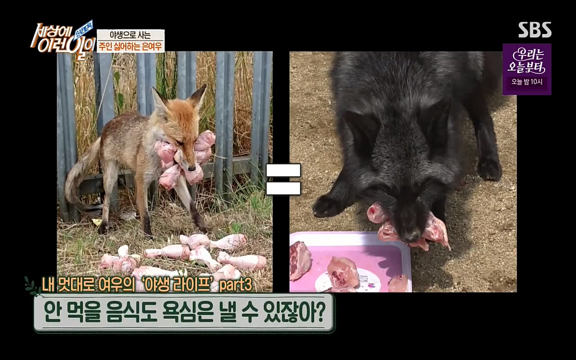 순간포착 세상에 이런일이.E1179.220511p-NEXT.mp4_20220511_173346.994.jpg