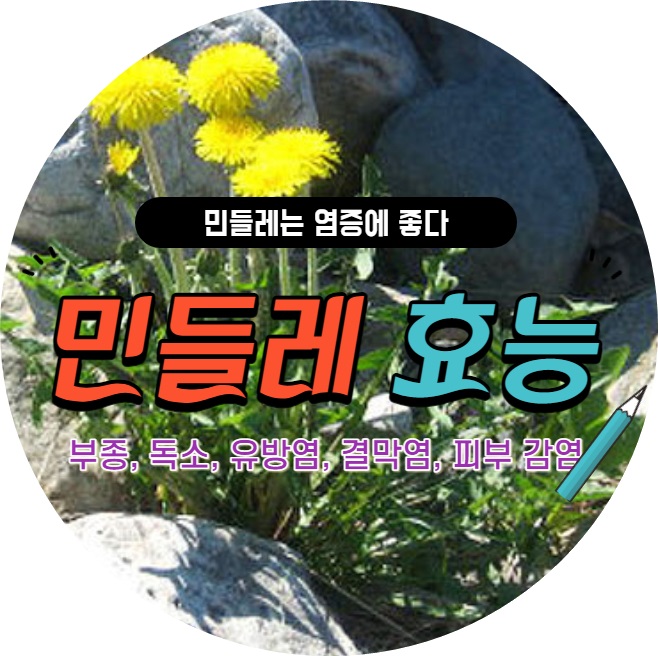  포공영(蒲公英)민들레는 결막염, 유방염 및 피부 감염을 치료하는 데 사용할 수 있다.