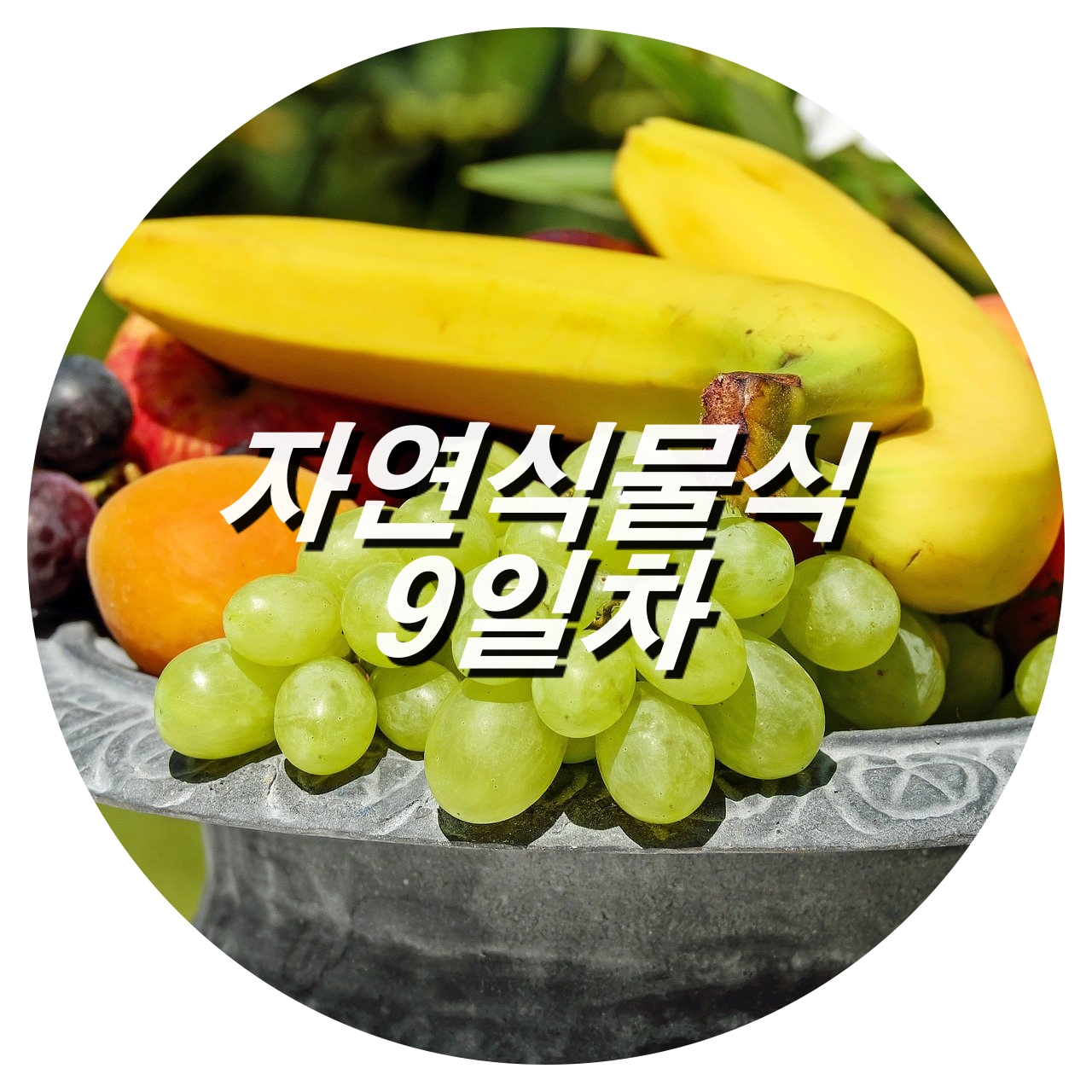  [자연식물식 9일차] 건선치료 과일도시락과 차전자피 식이섬유 빵 샌드위치
