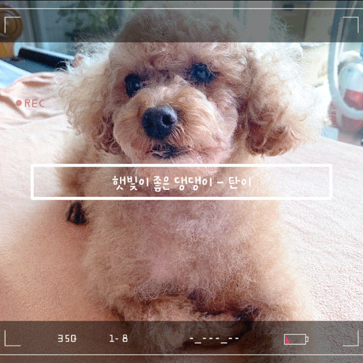  [탄이TV] 햇빛을 좋아하는 댕댕이