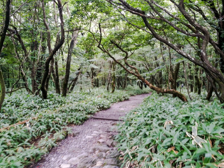 한국 명산 제주 한라산 어리목 윗세오름 등산 mountain hiking