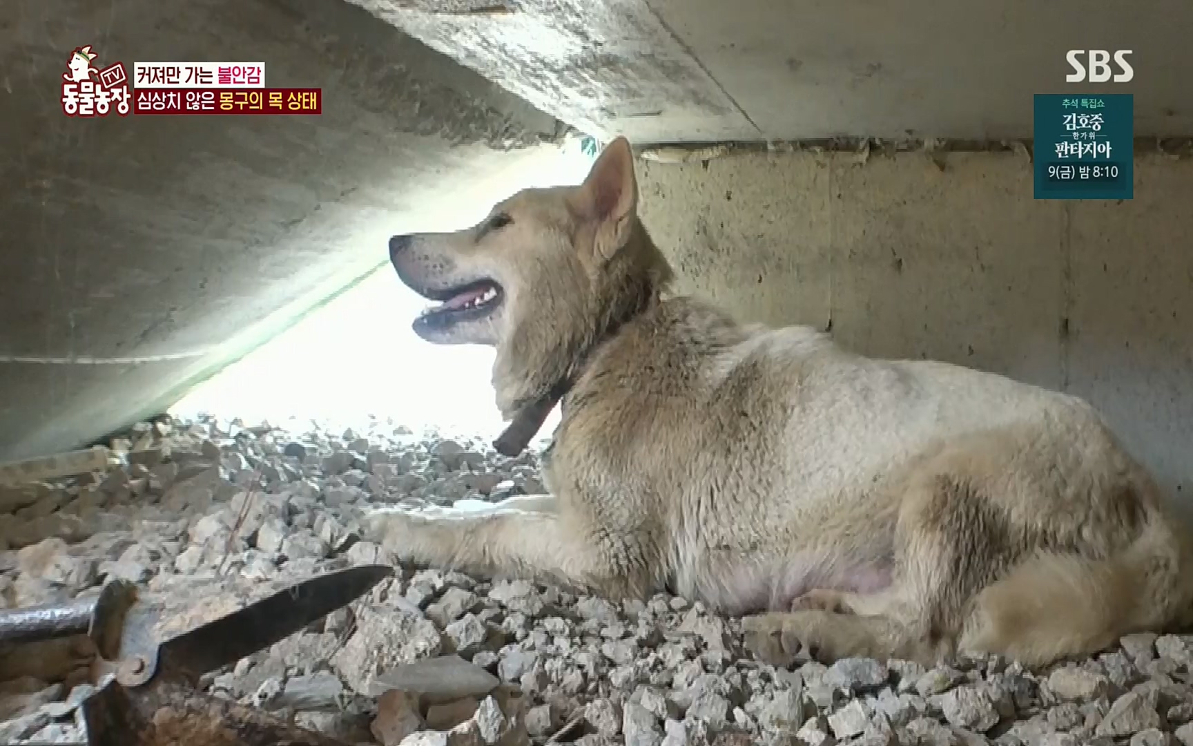 TV 동물농장.E1084.220828p.H264-F1RST.mp4_20220828_154058.993.jpg