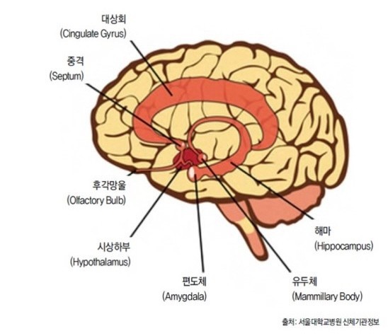 뇌의 다른 부위로 연결된 후각 통로를 보여주는 후각 체계 모형