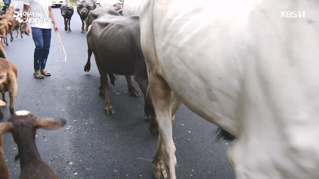 걸어서 세계속으로.E807.230827p-NEXT.mp4_20230902_181127.161.jpg