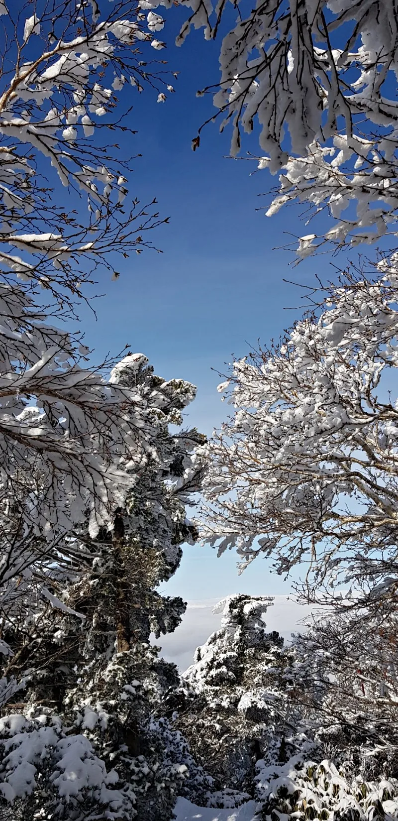 제주 한라산 설경 눈꽃