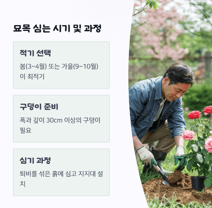 목향장미 키우기