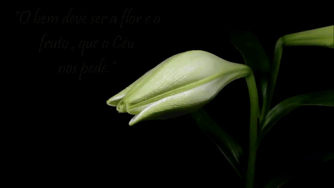 img.gif
