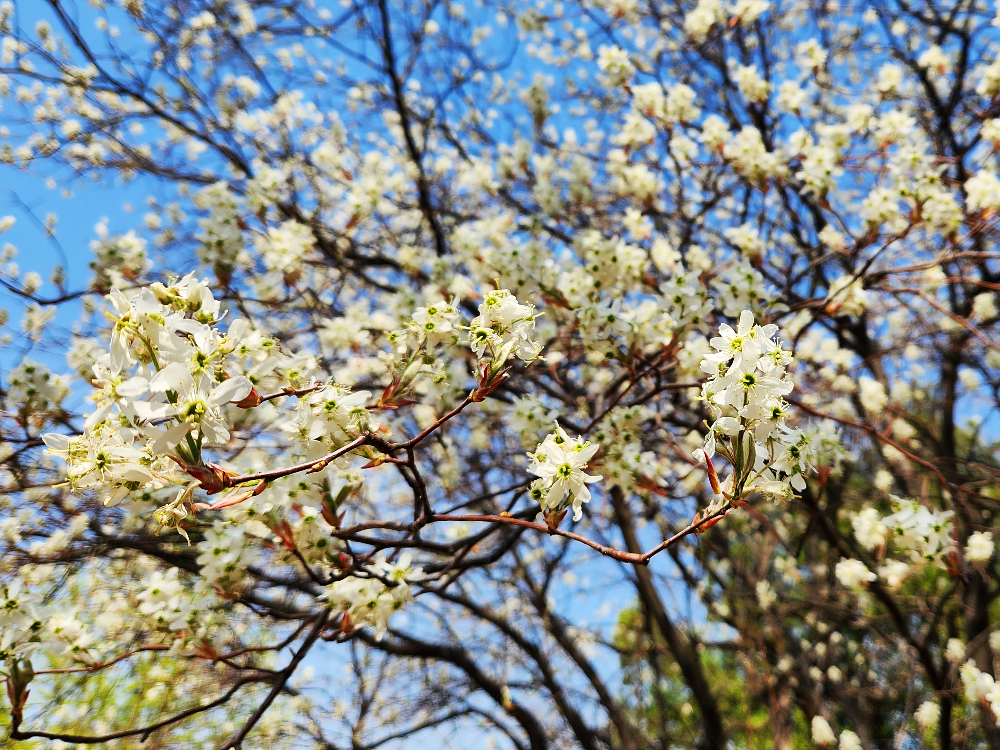 채진목