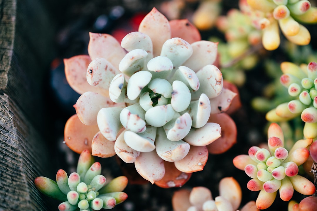 Succulent