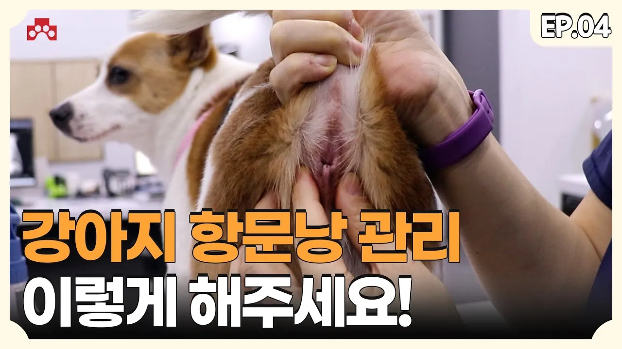 강아지 항문낭 압출법 염증 방지 필수 관리_3