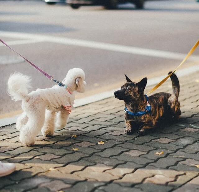 강아지 산책 사회성 기르기