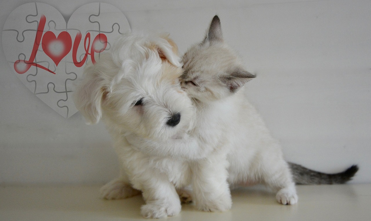 걍아지 고양이 입양