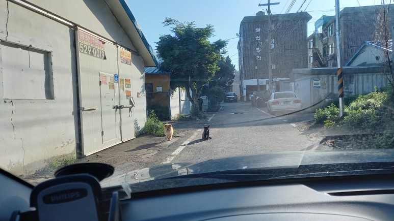 남양주개물림 사고  버전2