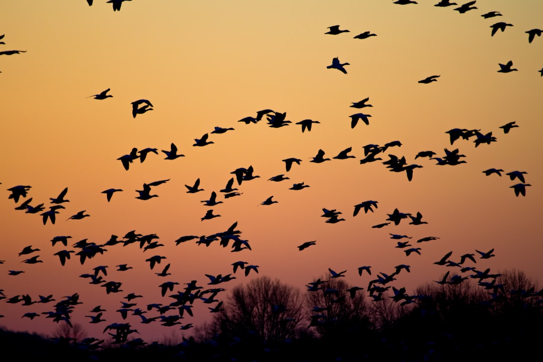 Migration