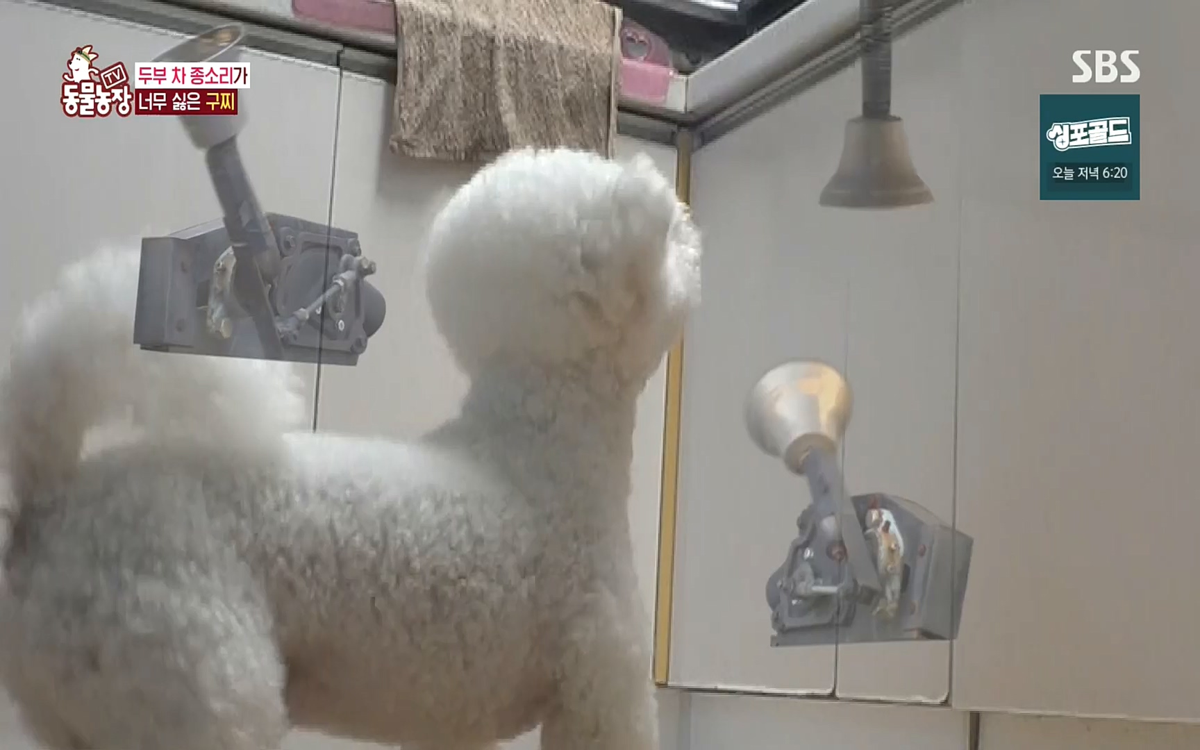 TV 동물농장.E1089.221002p.H264-F1RST.mp4_20221002_181940.294.jpg