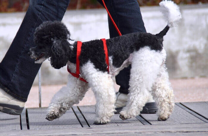 검은색과 흰색 털을 가진 개 한마리가 빨간색 등줄을 하고 한 사람과 함께 산책하고 있는 모습