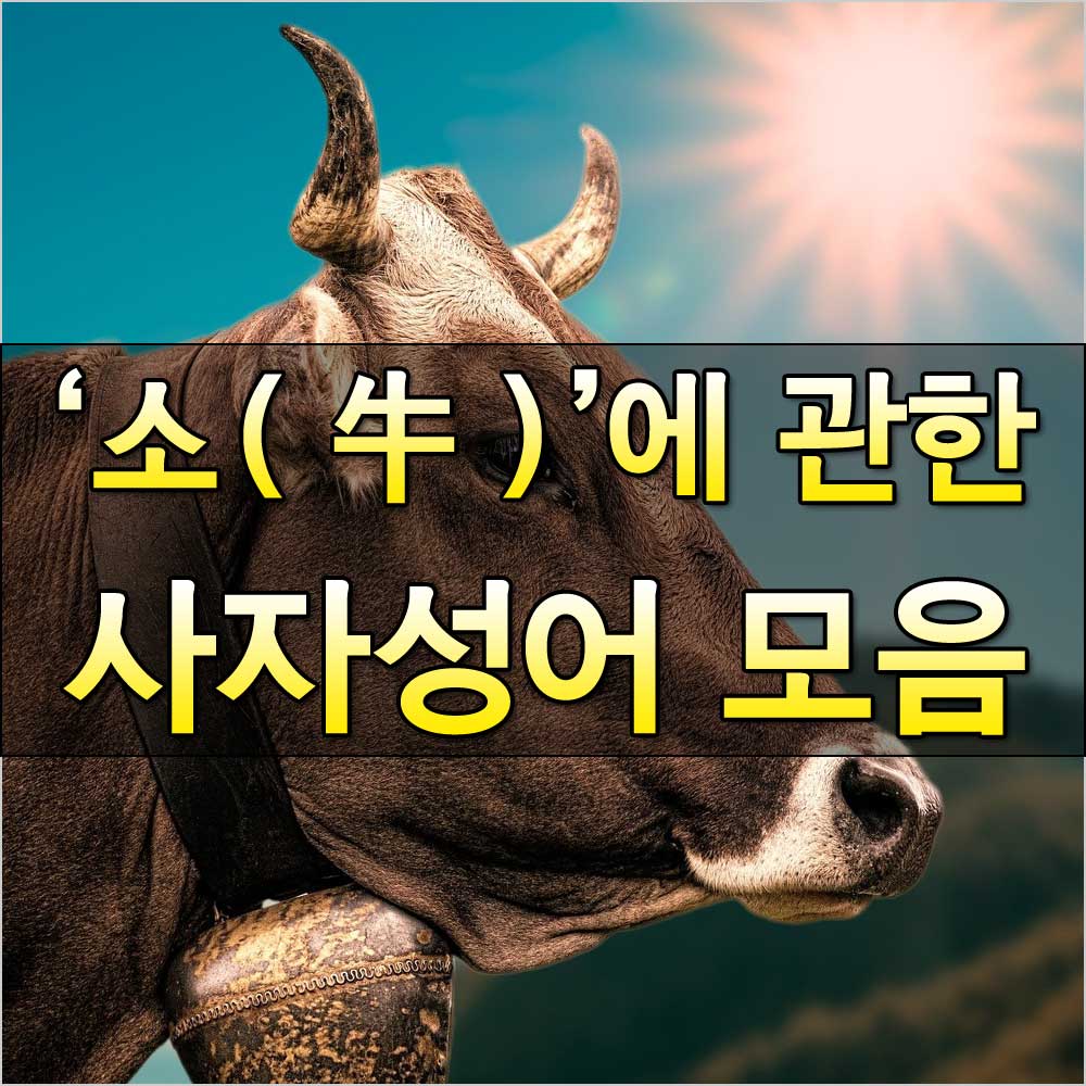 소에관한사자성어