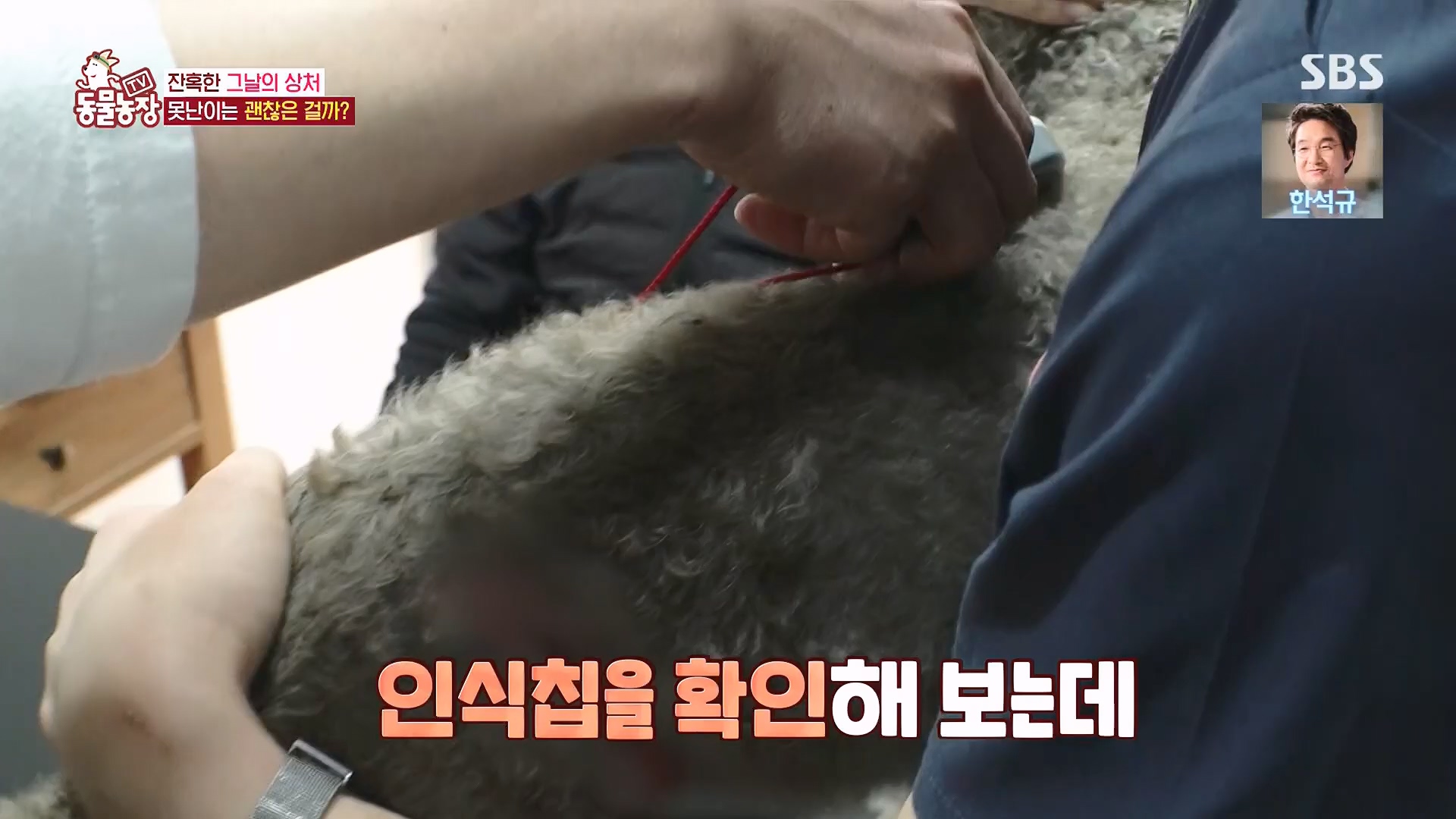 TV 동물농장.E1118.230430p.H264-F1RST.mp4_20230430_172403.424.jpg