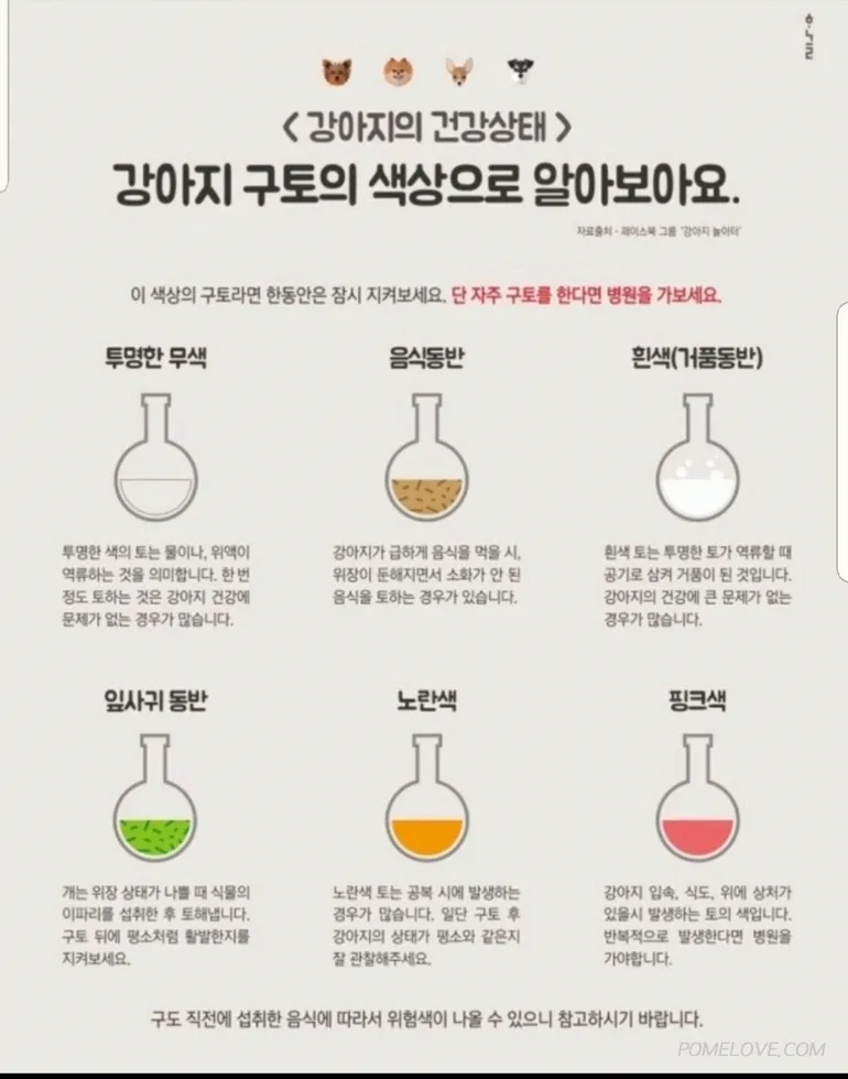 강아지 토 색깔 증상 강아지 토하는 원인과 구토 종류별 건강상태 살펴보기_8