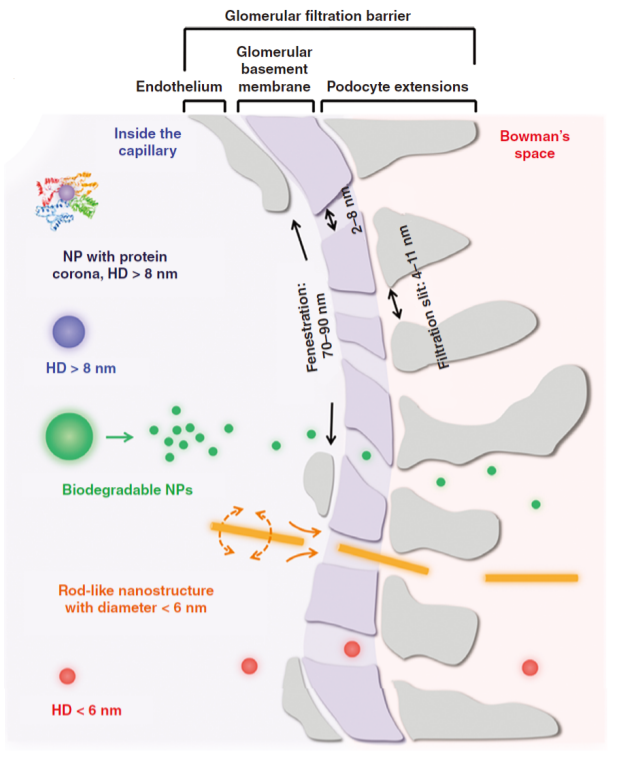 glomerular filtration barrier