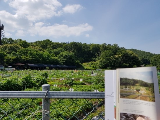  [도봉구-숲이 좋은 길] 무수히 전하길