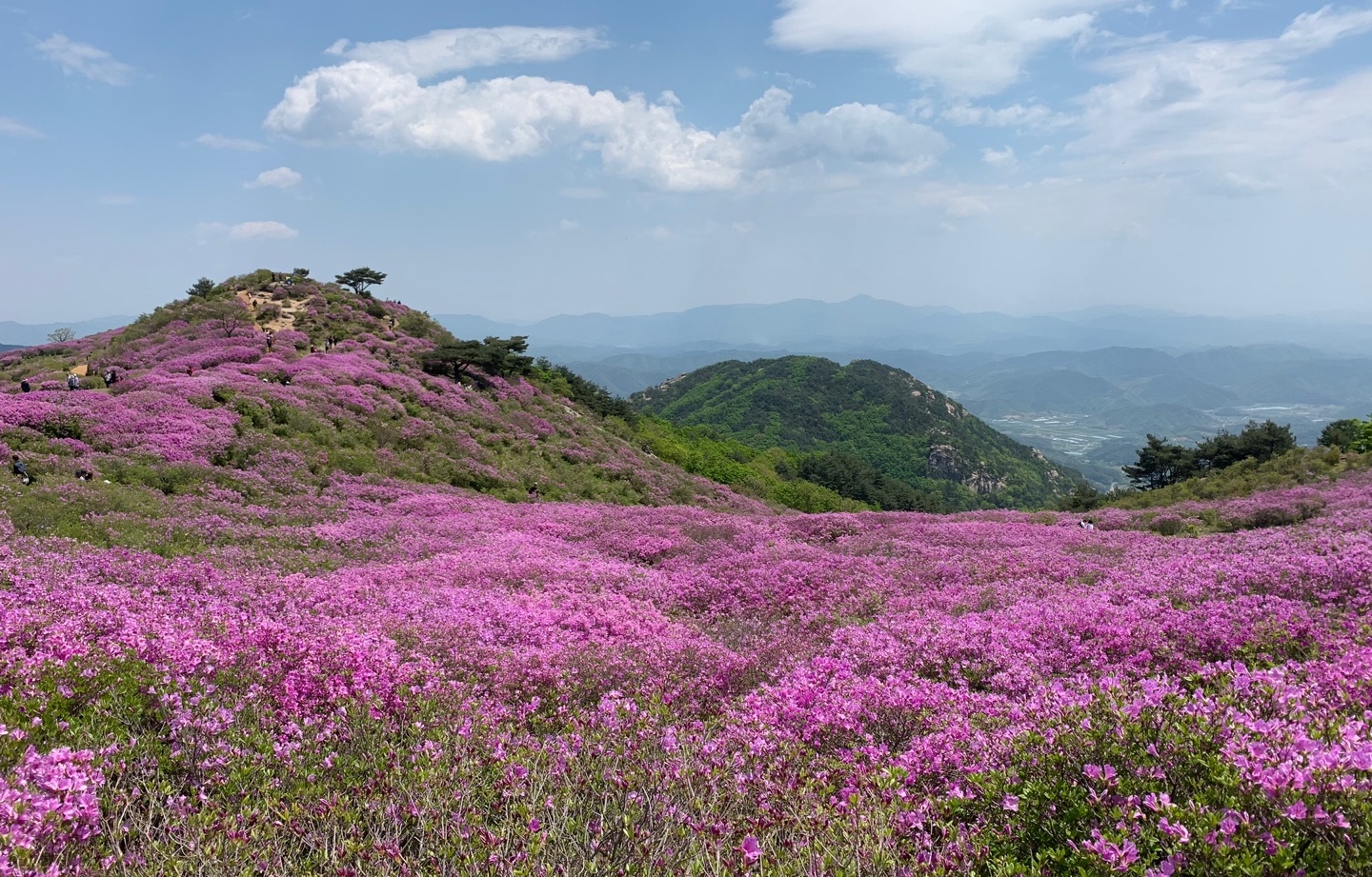 만개한 황매산 철쭉