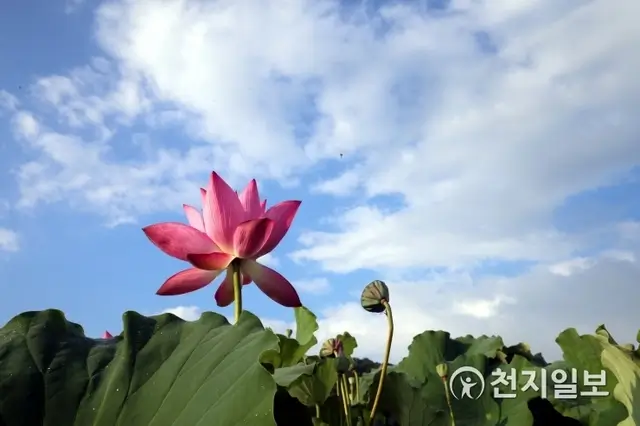 시흥-관곡지-연꽃테마파크