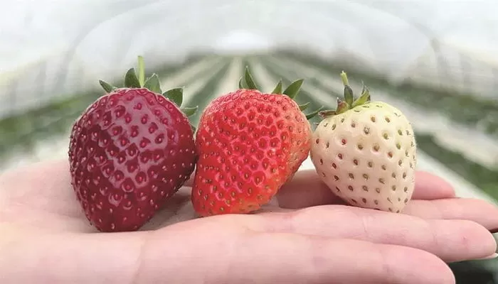 다양한 딸기